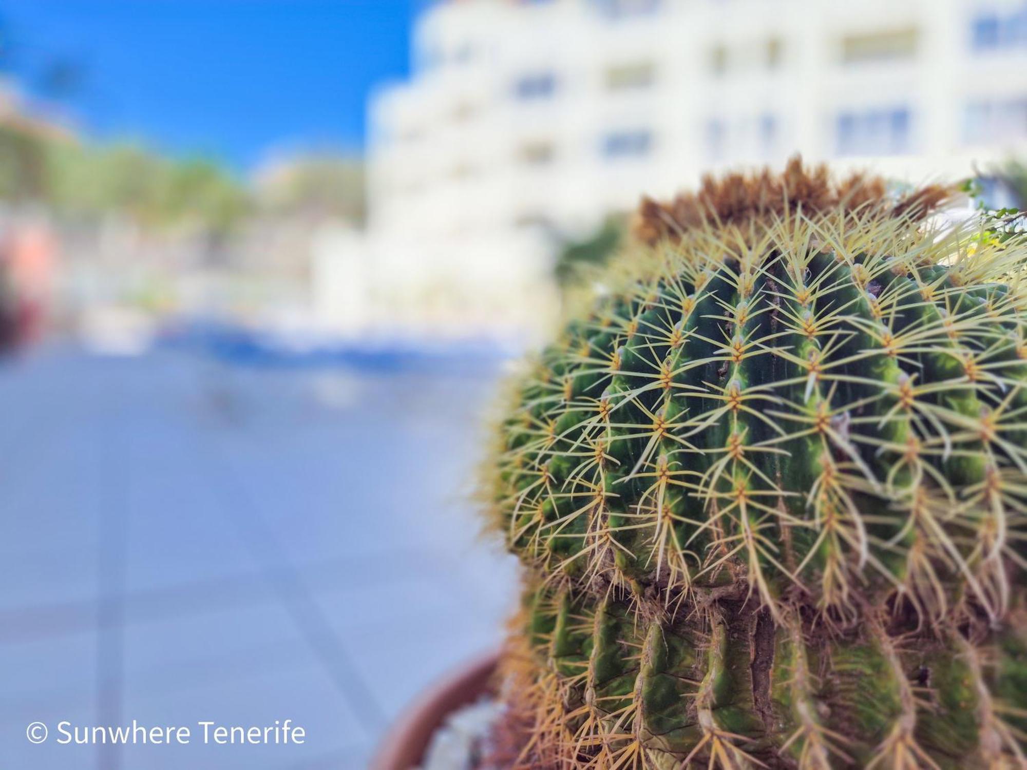 Mona'S Point Tenerife - Aircon, Private Parking And Heated Pool Сан Мигель Экстерьер фото